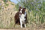 BORDER COLLIE 436